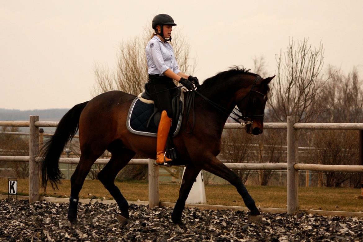 Trakehner Ladroneur billede 4