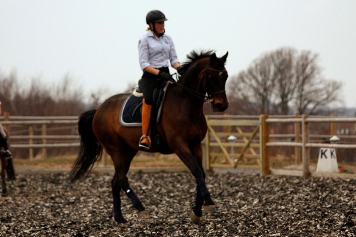 Trakehner Ladroneur billede 14