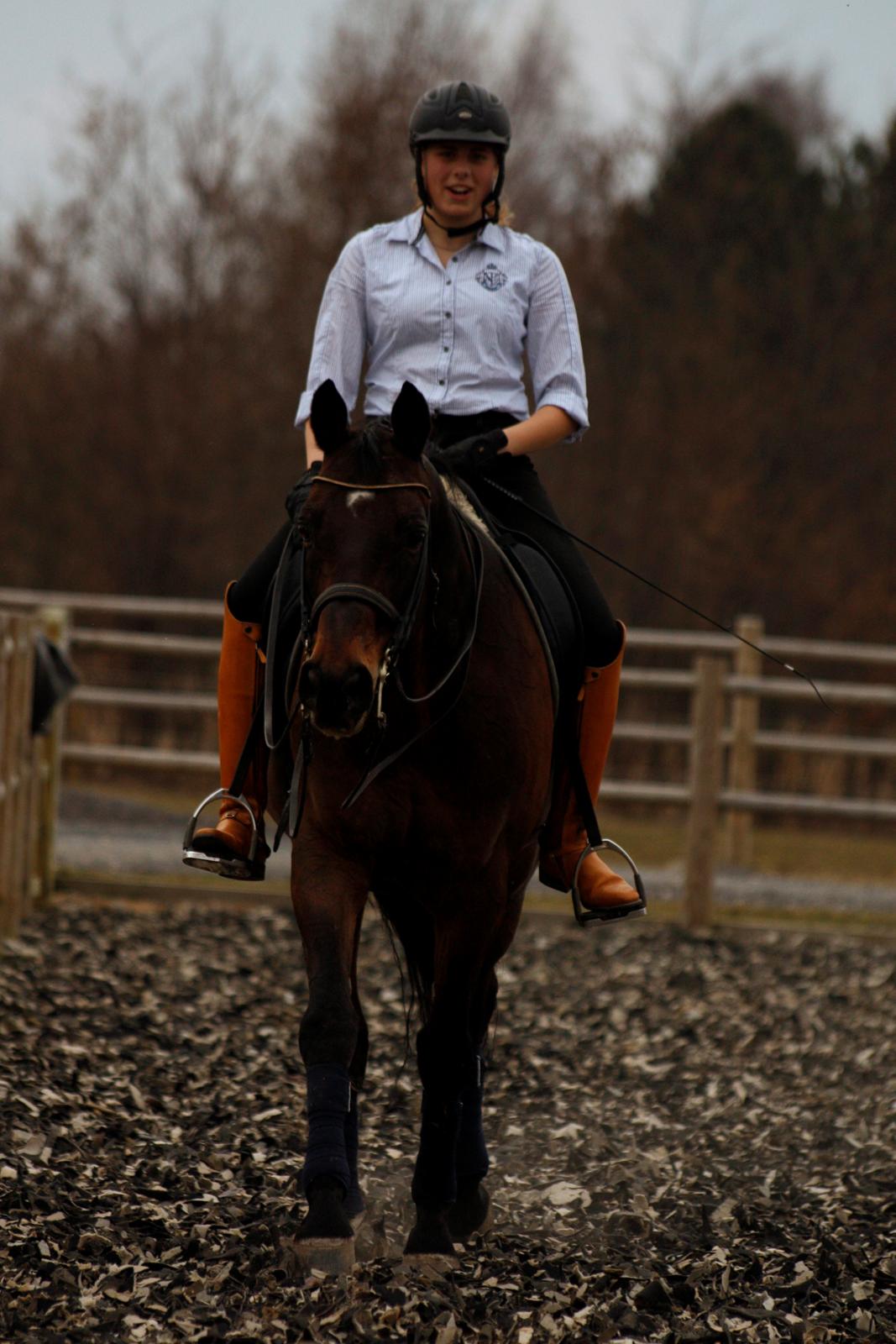 Trakehner Ladroneur billede 15