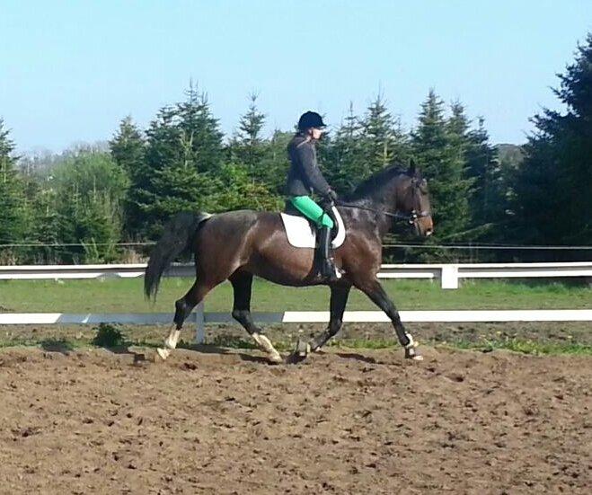 Hollandsk Varmblod Annika - Da jeg prøvede hende :)
Tak for besøget, kom snart igen! billede 39