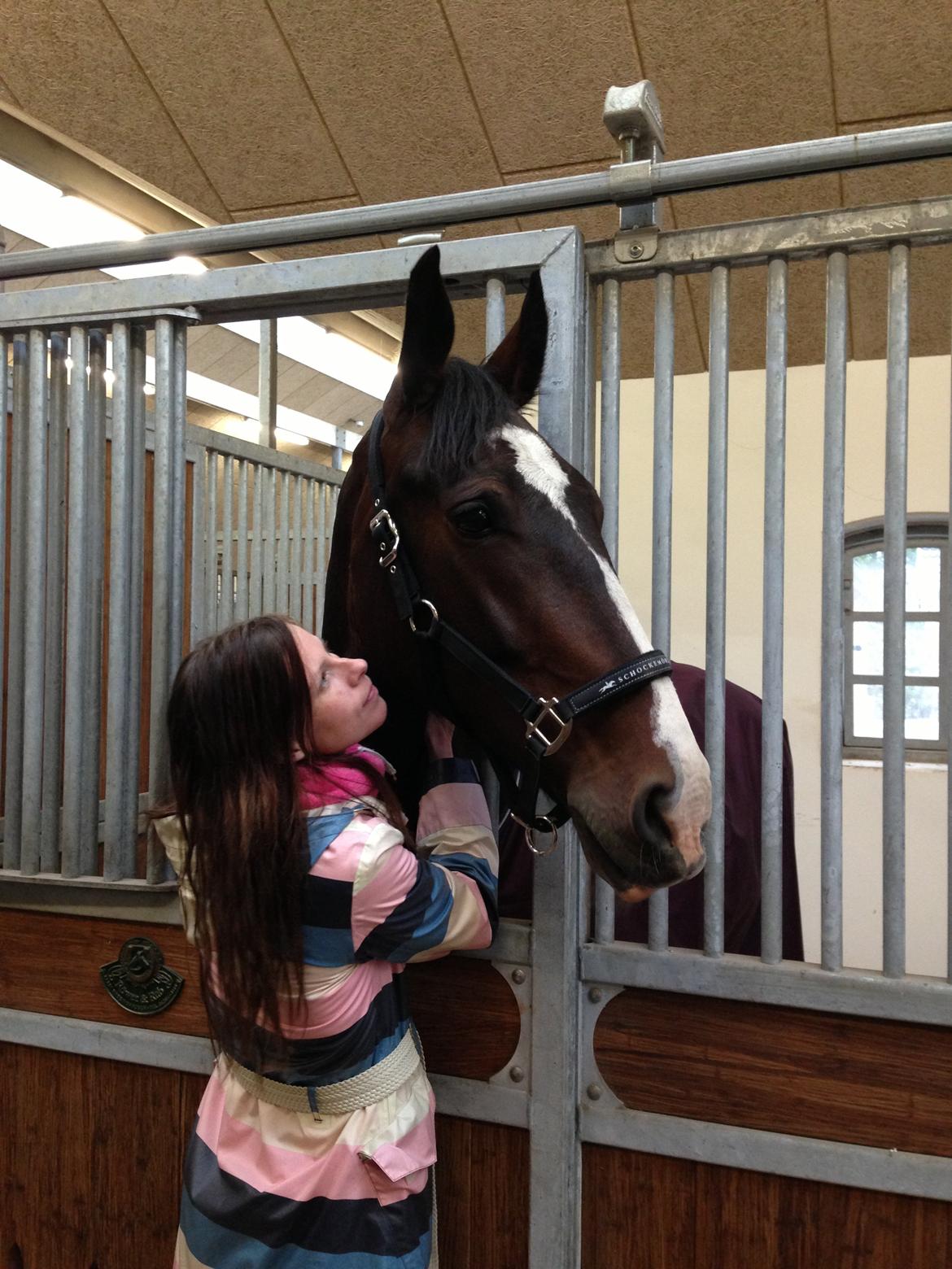 Hollandsk Varmblod Annika - <3 billede 32