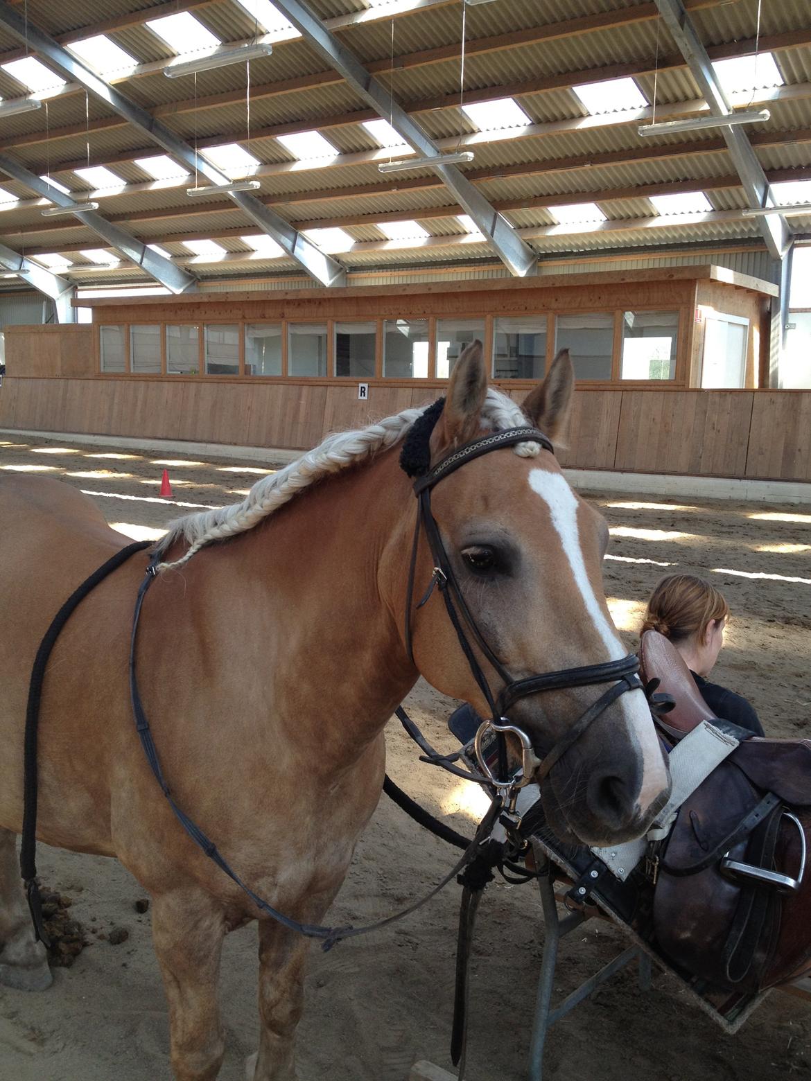 Haflinger Lucky billede 3