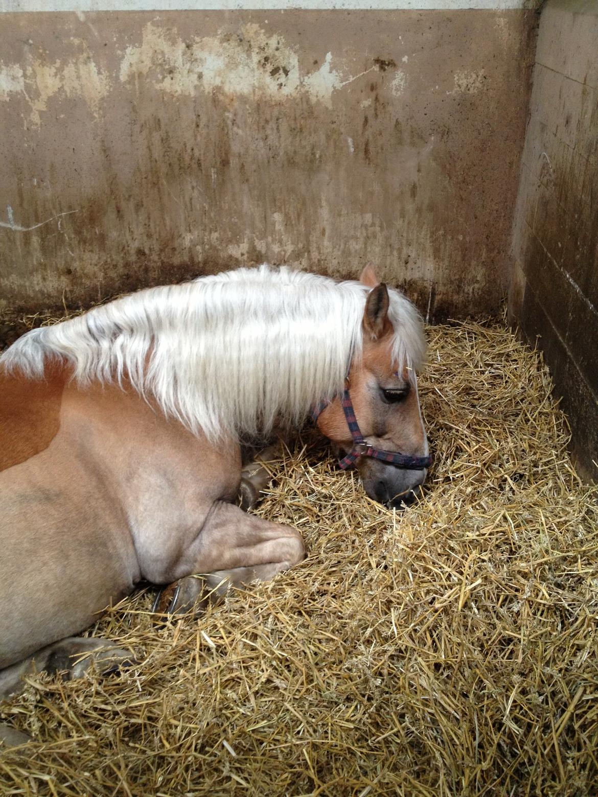 Haflinger Lucky billede 5