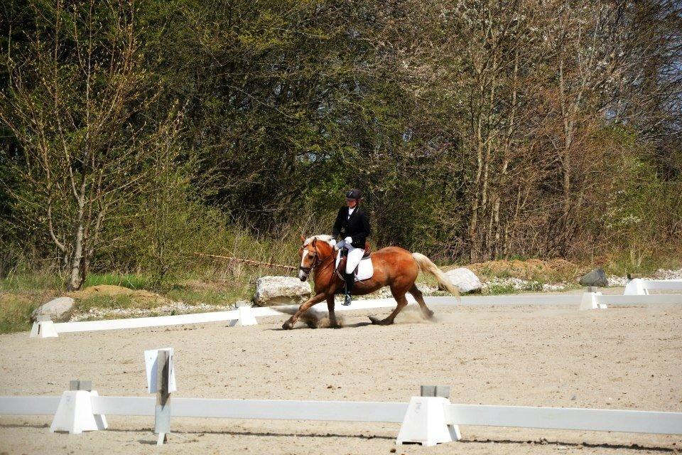 Haflinger Lucky billede 6