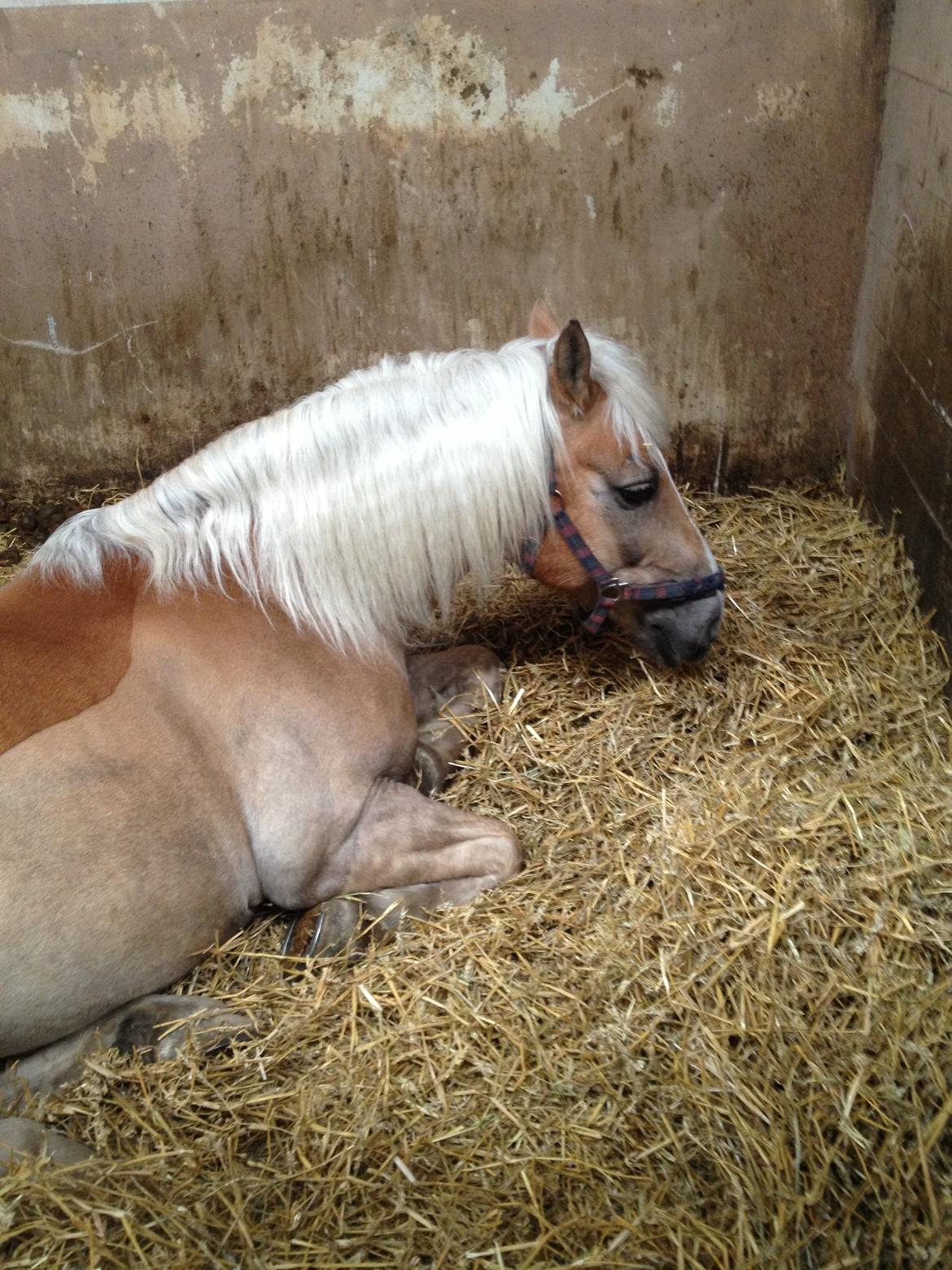 Haflinger Lucky billede 10