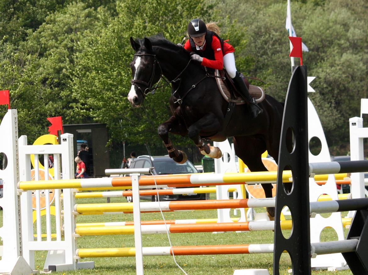 Hannoveraner Amando 29 - LB2** Kolding rideklub 0 fejl 5. plads billede 11