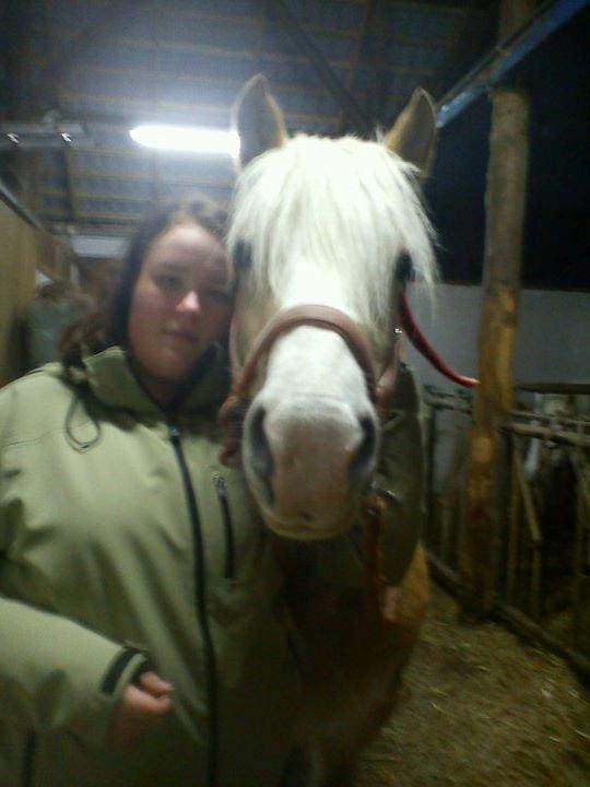 Tyroler Haflinger Nilly Kyhnaeb billede 4