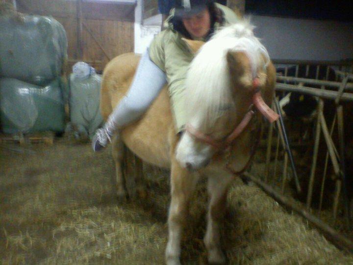 Tyroler Haflinger Nilly Kyhnaeb billede 5