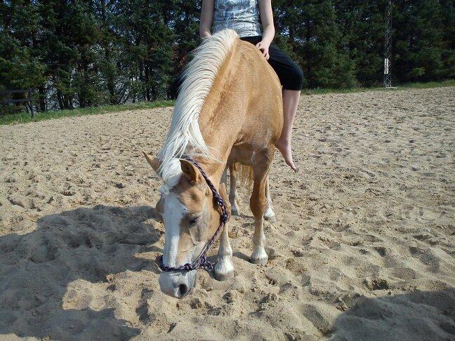 Tyroler Haflinger Nilly Kyhnaeb billede 6