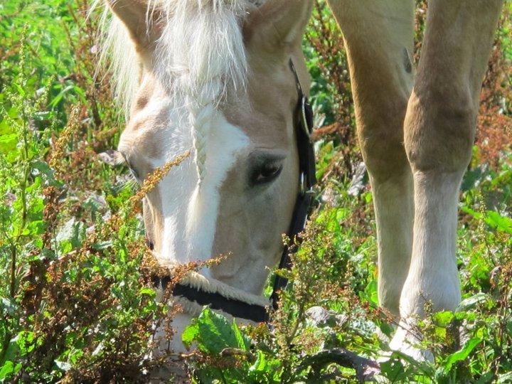Tyroler Haflinger Nilly Kyhnaeb billede 7