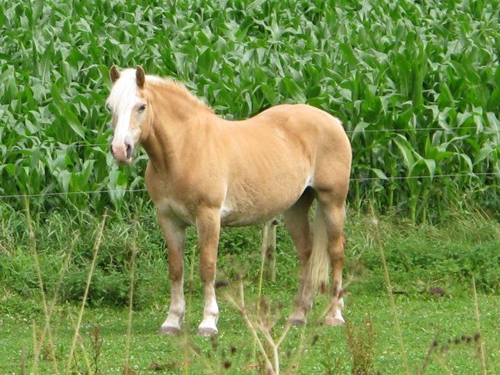 Tyroler Haflinger Nilly Kyhnaeb billede 8