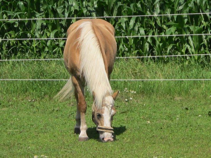 Tyroler Haflinger Nilly Kyhnaeb billede 3