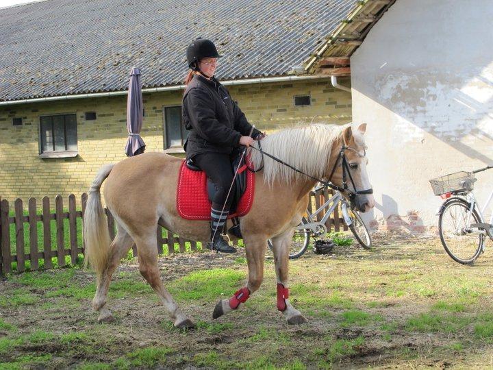 Tyroler Haflinger Nilly Kyhnaeb billede 9