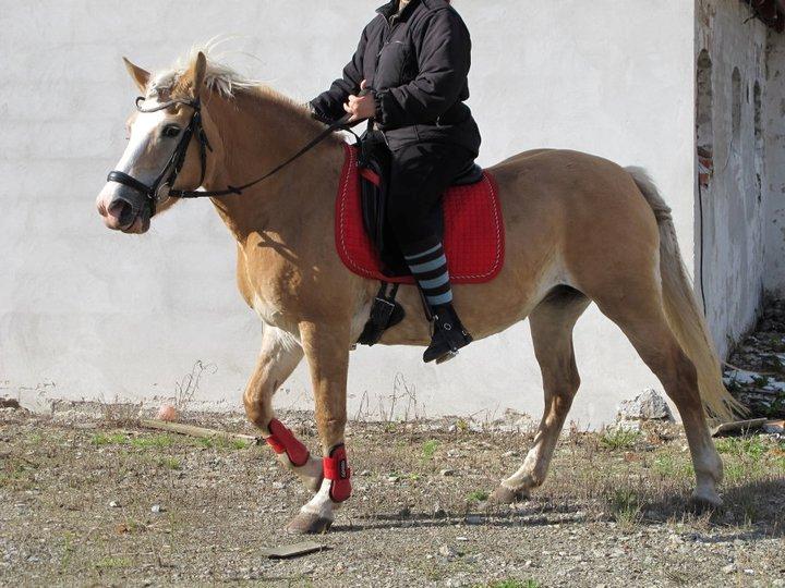 Tyroler Haflinger Nilly Kyhnaeb billede 10