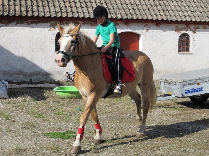 Tyroler Haflinger Nilly Kyhnaeb billede 11