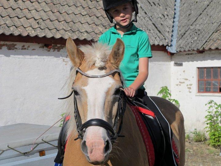 Tyroler Haflinger Nilly Kyhnaeb billede 12