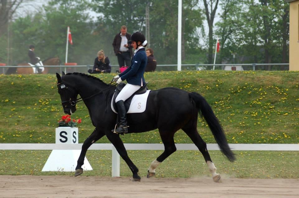 Oldenborg Evita af Hvarre billede 2