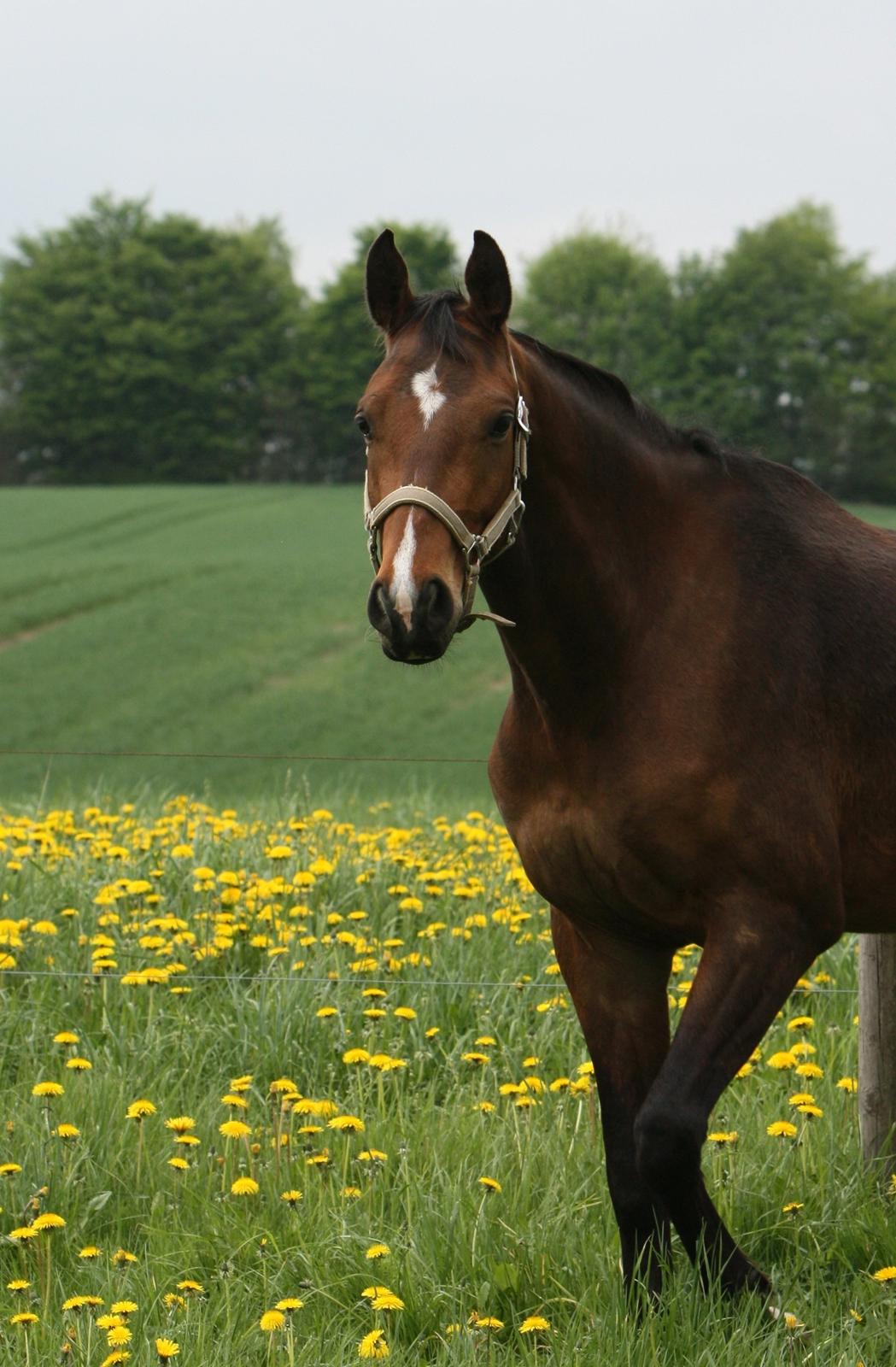 Dansk Varmblod Dortheas Delino R.I.P. Min dejlige dreng  billede 8