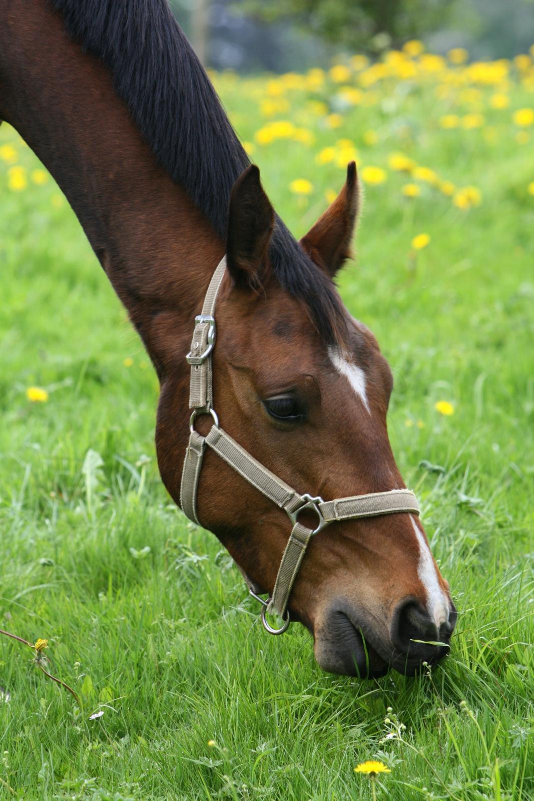 Dansk Varmblod Dortheas Delino R.I.P. Min dejlige dreng  billede 12