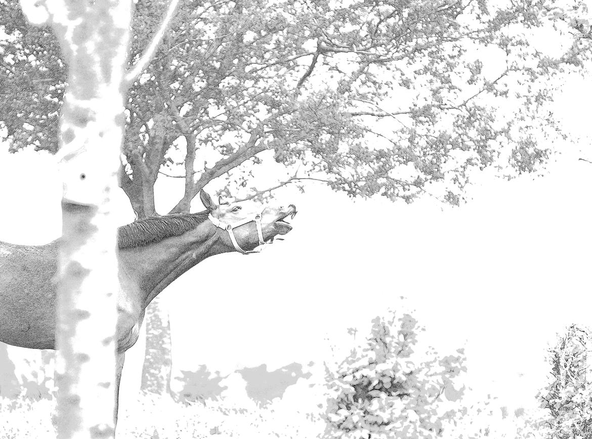 Dansk Varmblod Dortheas Delino R.I.P. Min dejlige dreng  billede 13