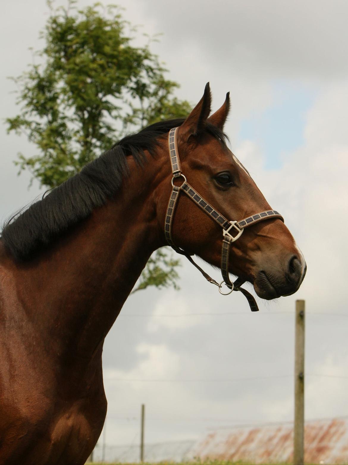Dansk Varmblod Dortheas Delino R.I.P. Min dejlige dreng  billede 16