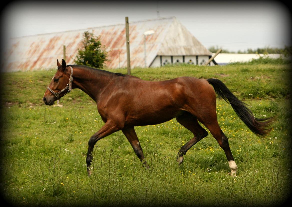Dansk Varmblod Dortheas Delino R.I.P. Min dejlige dreng  billede 17
