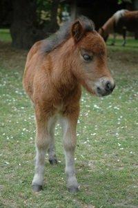 Shetlænder Bakkegaard's James (min egen) - James som lille baby lånt af stutteri Bakkegaard billede 4