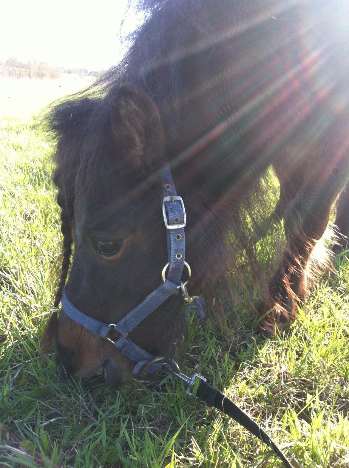 Shetlænder Bakkegaard's James (min egen) billede 5