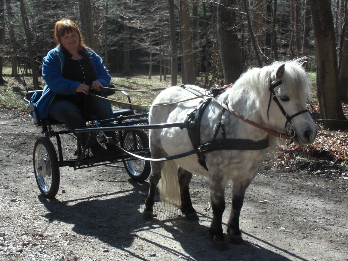 Shetlænder Mynte (tidl.hest) - Forår 13
Så kom Mynte for vogn efter kursus hos Paul Andersen, Skælskør billede 20