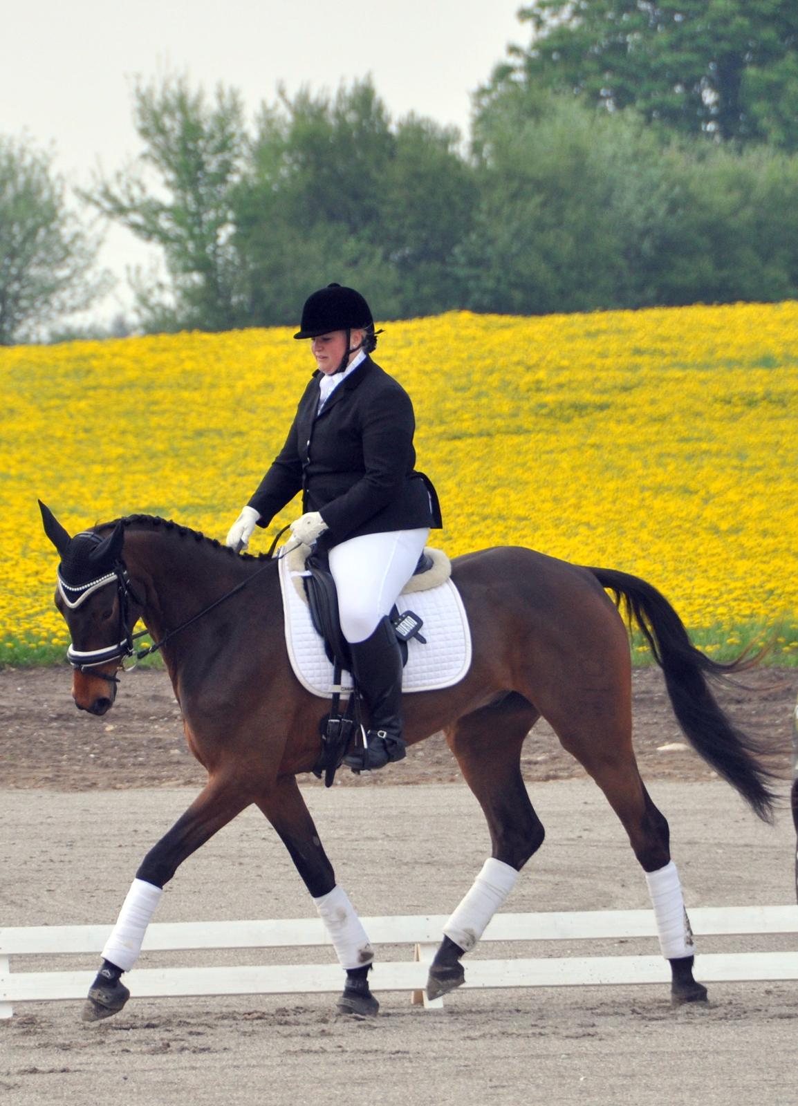 Dansk Varmblod ØSTMARK'S MAC CLAUD - Sød hest til sit 2. stævne hvor han gik lc1 til 68.33% og Lc3 til 69.54%
Foto: Annemette Kjems Hansen billede 18