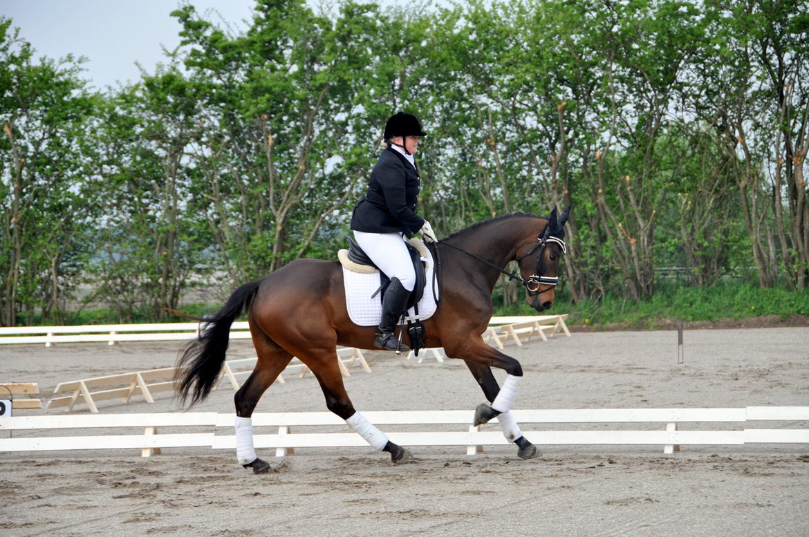 Dansk Varmblod ØSTMARK'S MAC CLAUD - Sød hest til sit 2. stævne hvor han gik lc1 til 68.33% og Lc3 til 69.54%
Foto: Annemette Kjems Hansen billede 2