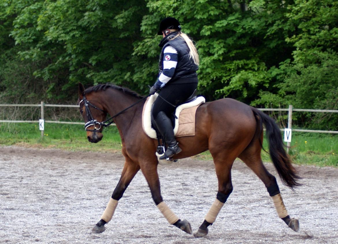 Dansk Varmblod ØSTMARK'S MAC CLAUD - Kursus d. 20 maj 2013  billede 19