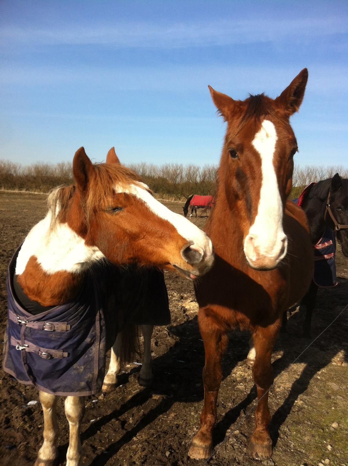 Hannoveraner Nimitz - Nimitz og Zache (min venindes pony) billede 8