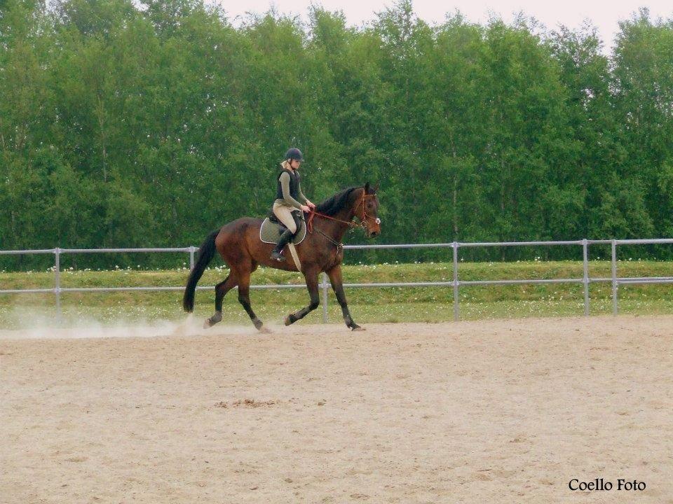 Dansk Varmblod Dyrkærgårds Late Delivery - Billedet er taget af Coello's billeder billede 3
