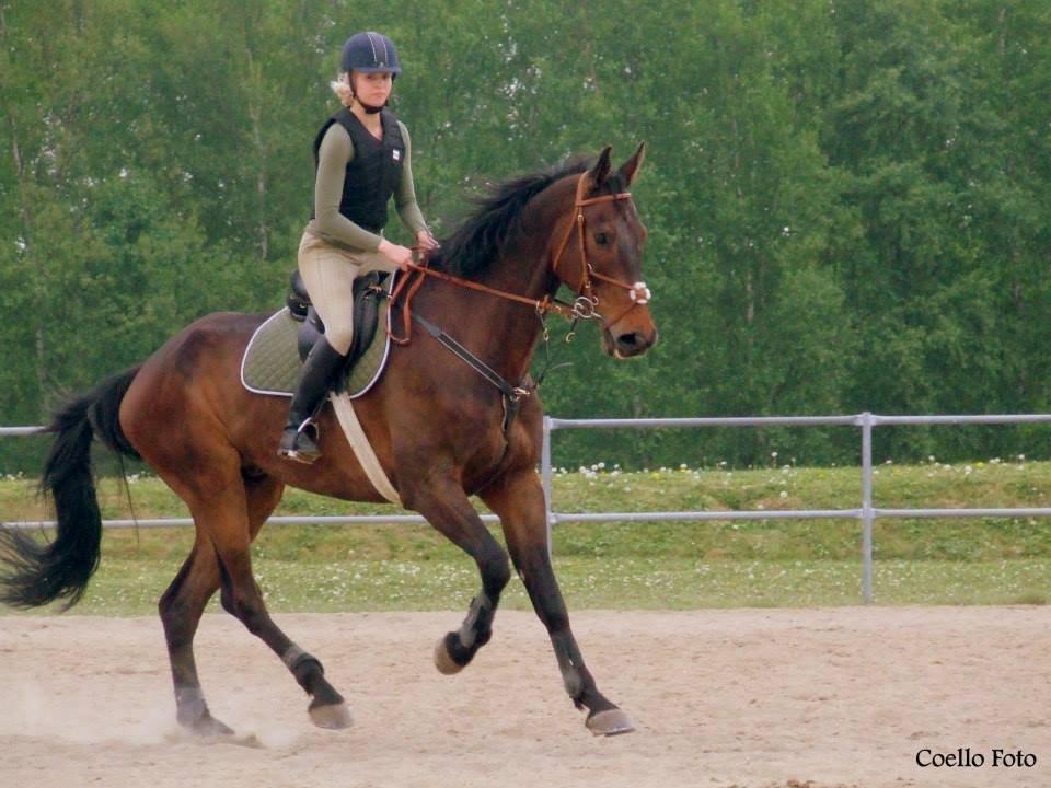 Dansk Varmblod Dyrkærgårds Late Delivery - Billedet er taget af Coello's billeder billede 7