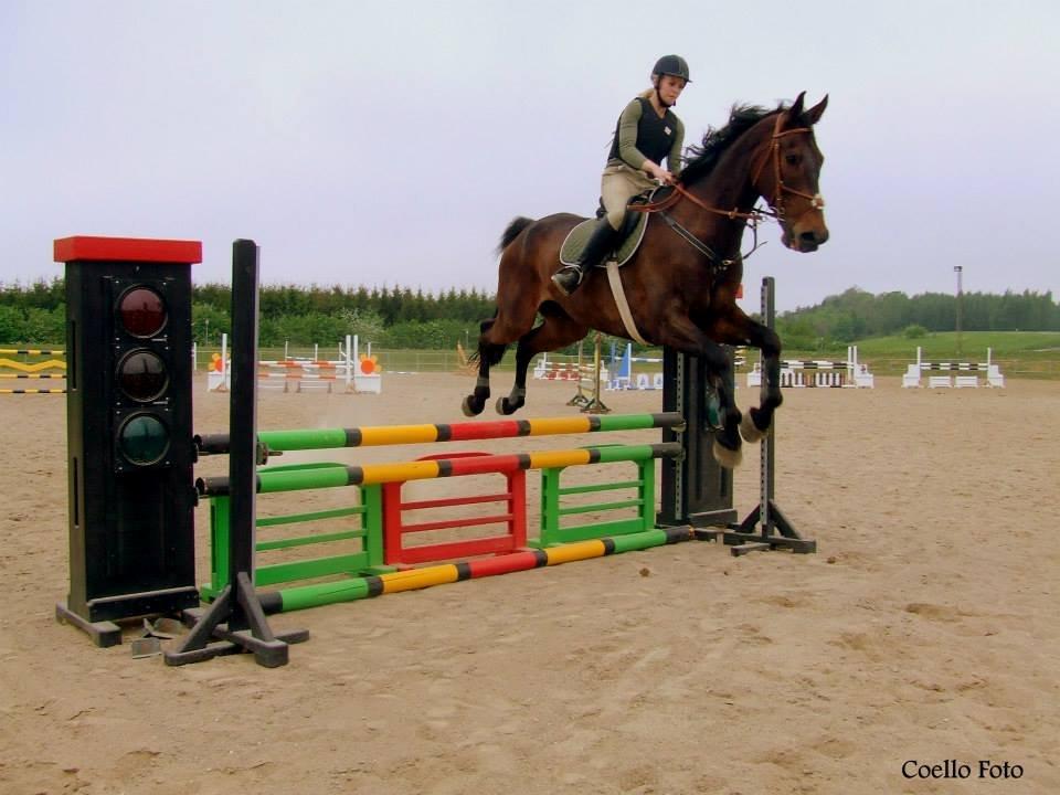 Dansk Varmblod Dyrkærgårds Late Delivery - Billedet er taget af Coello's billeder billede 6