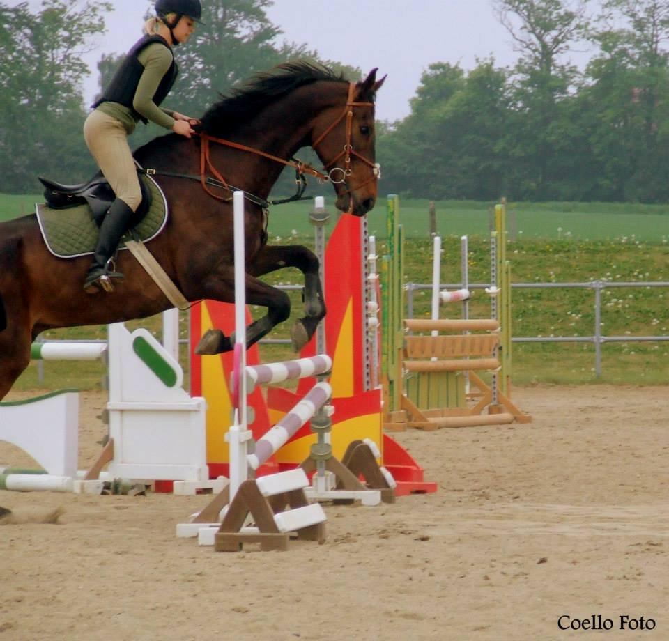 Dansk Varmblod Dyrkærgårds Late Delivery - Velkommen til Dyrkærgårds Late Delivery profil. Billedet er taget af Coello's billeder billede 1