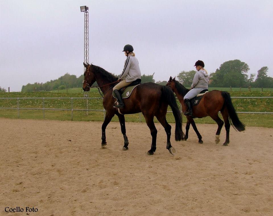 Dansk Varmblod Dyrkærgårds Late Delivery - opvarmning med Ronja og Karizma Billedet er taget af Coello's billeder billede 4