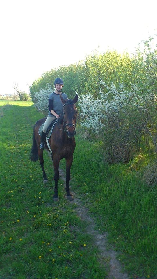 Dansk Varmblod Dyrkærgårds Late Delivery billede 2