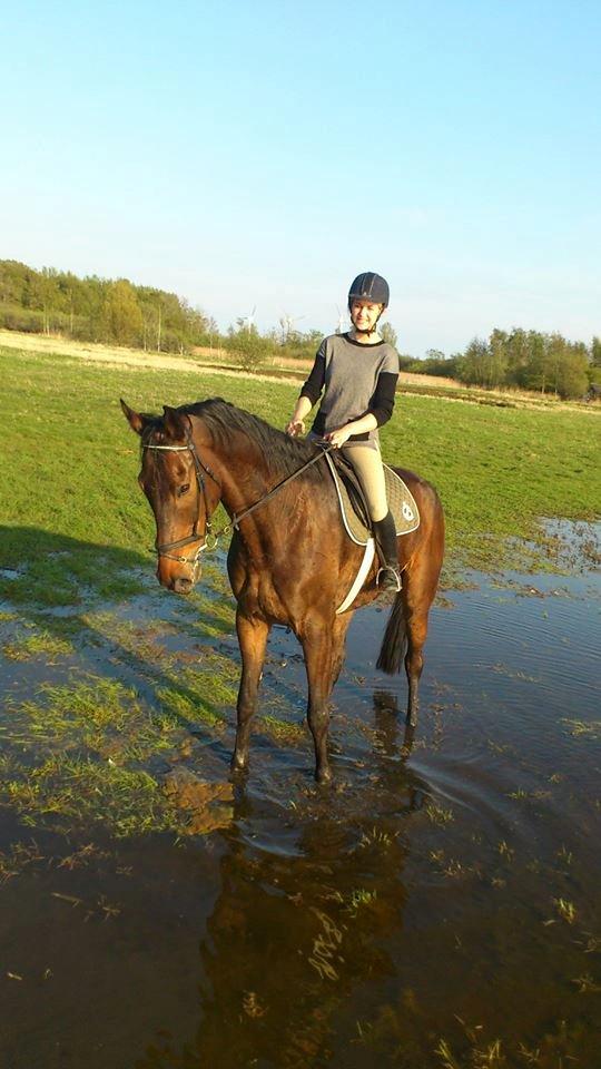 Dansk Varmblod Dyrkærgårds Late Delivery billede 8