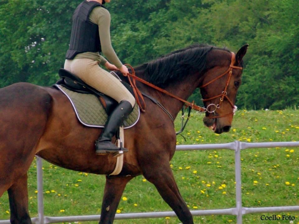 Dansk Varmblod Dyrkærgårds Late Delivery - Billedet er taget af Coello's billeder billede 10