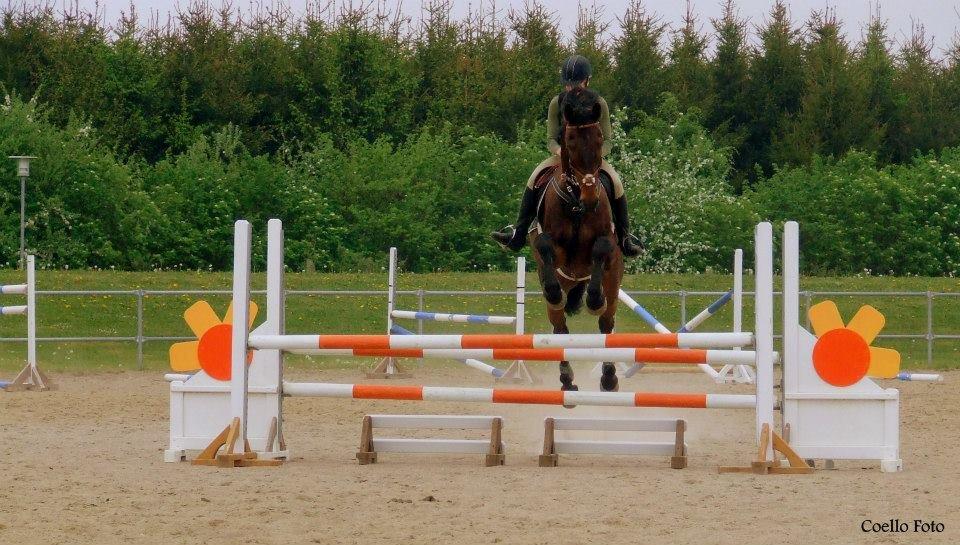 Dansk Varmblod Dyrkærgårds Late Delivery - Billedet er taget af Coello's billeder billede 11