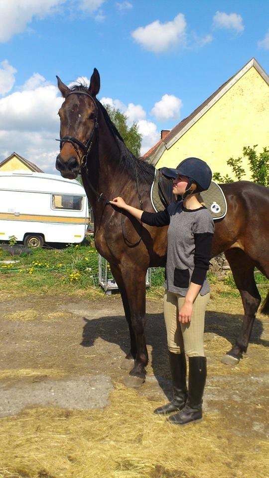 Dansk Varmblod Dyrkærgårds Late Delivery - Tjaa lille det er han ikke! billede 12