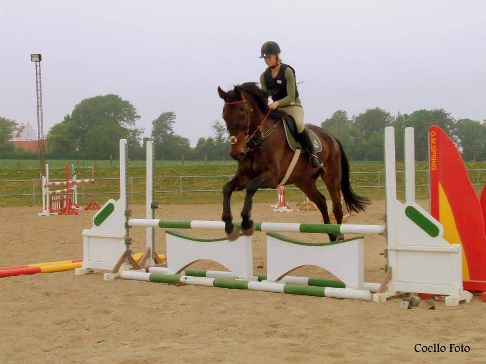 Dansk Varmblod Dyrkærgårds Late Delivery - Billedet er taget af Coello's billeder billede 13