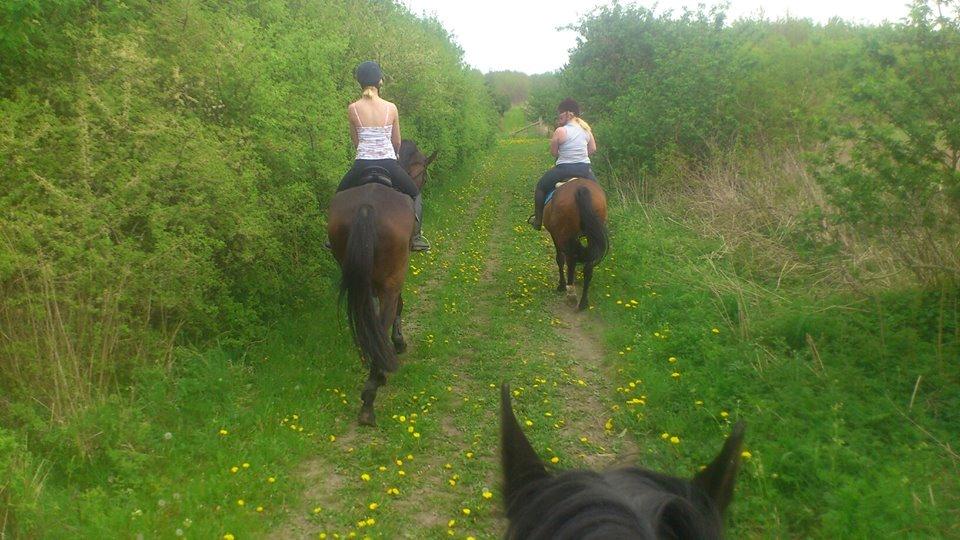 Dansk Varmblod Dyrkærgårds Late Delivery - skovturs hygge med Mie, Ronja og hypperne billede 5