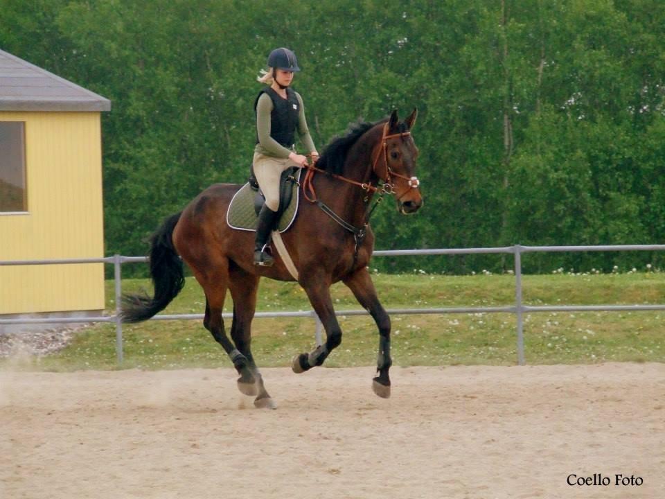 Dansk Varmblod Dyrkærgårds Late Delivery billede 14