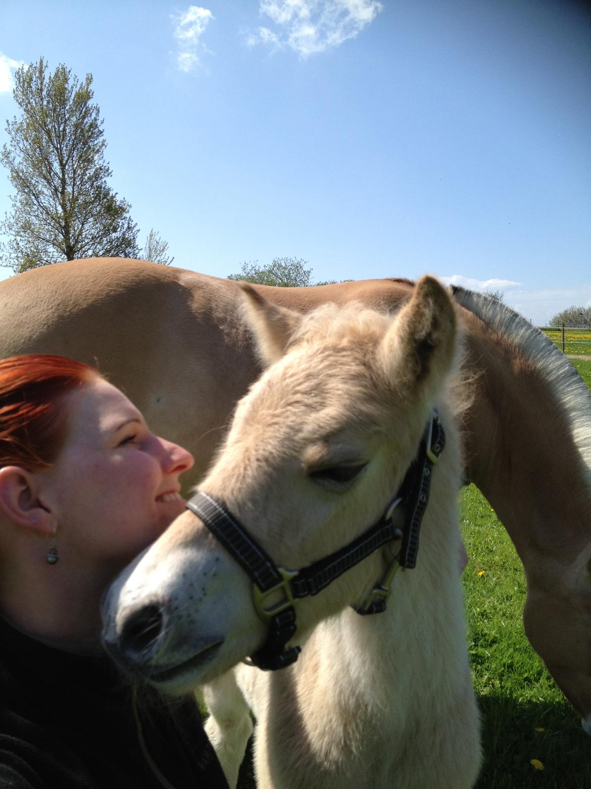 Fjordhest Schelhase´s Gajol billede 15