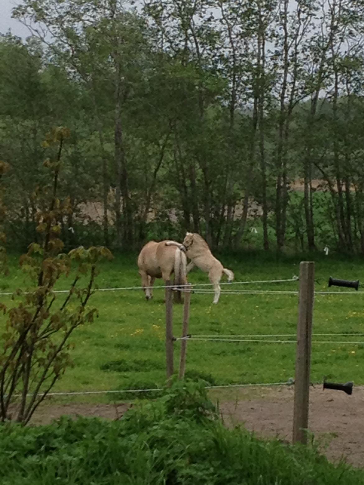 Fjordhest Schelhase´s Gajol billede 16