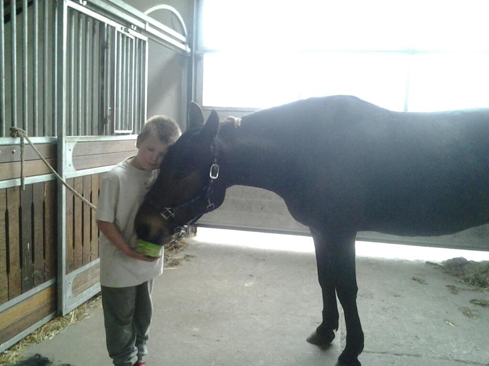 Standardbred Hej Kaj billede 1