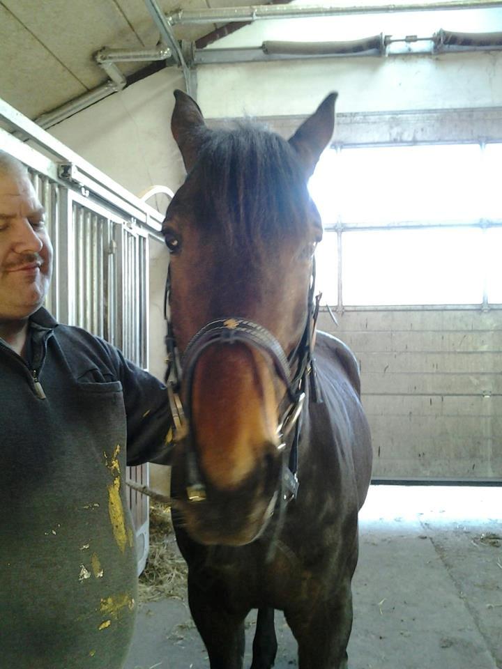 Standardbred Hej Kaj billede 2